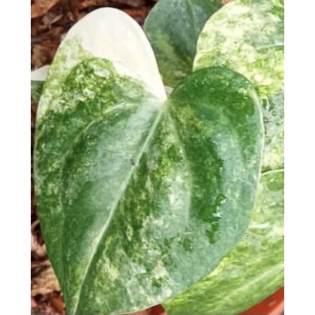 anthurium clarinervium variegata