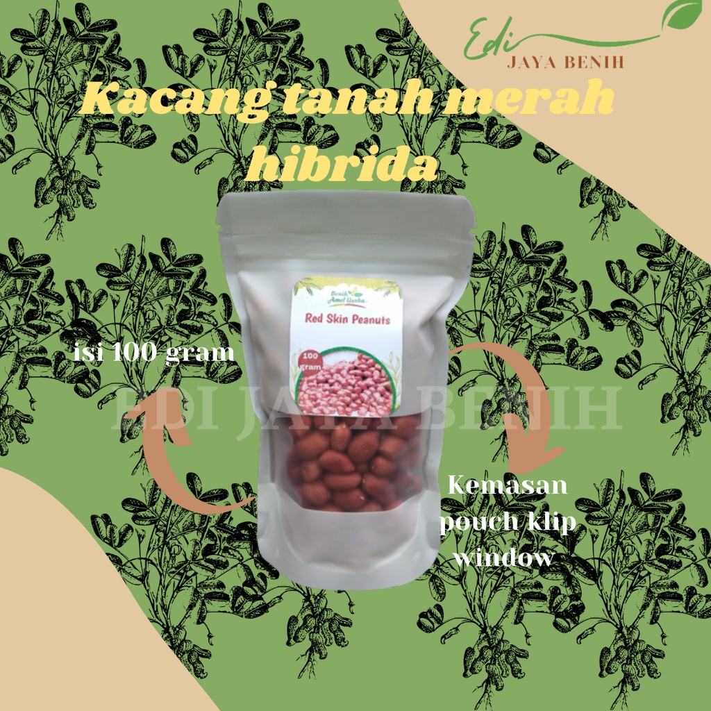 Jual Benih Kacang Tanah Merah Super Isi 100 Gram Benih Bibit Kacang