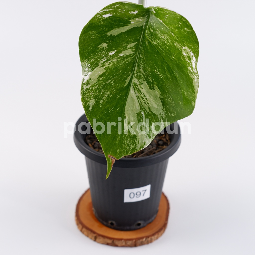 REAL PIC #97 Monstera Variegata Marble | Monvar Albo Varigata