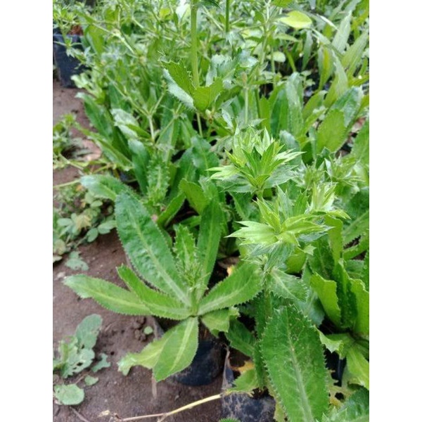 DAUN WALANG SANGIT / ESSEN DAUN WALANG SANGIT / UMPAN MANCING