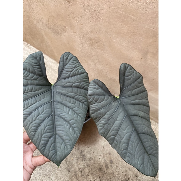 tanaman hias alocasia nebula 2 daun rawatan
