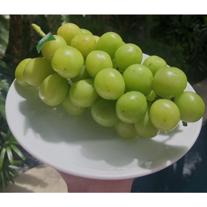 anggur impor shine muscat korea