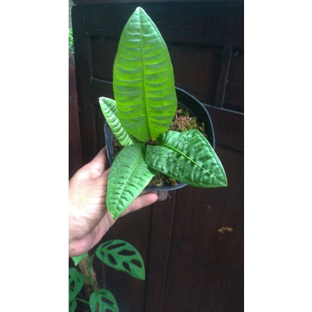 Anthurium Reflexinervium
