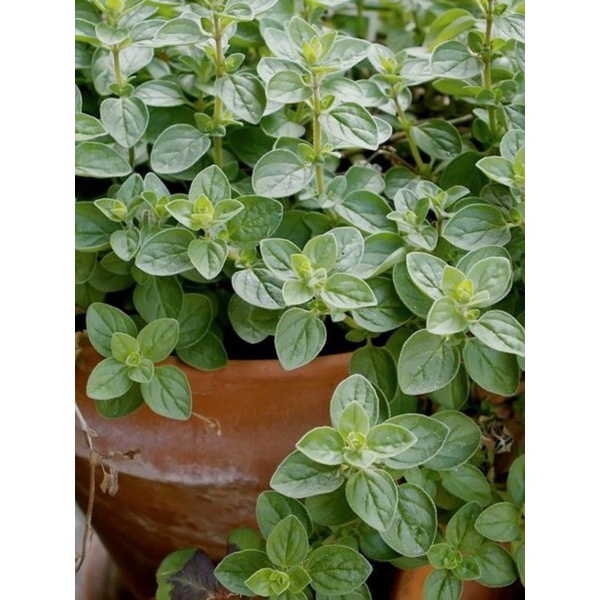 Tanaman Oregano / Oregano Herbs /Oregano Herbal Bumbu Masak