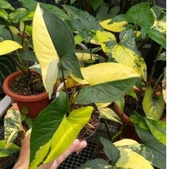 syngonium yellow aurea