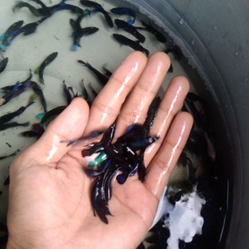Ikan Cupang Bagan Size S+