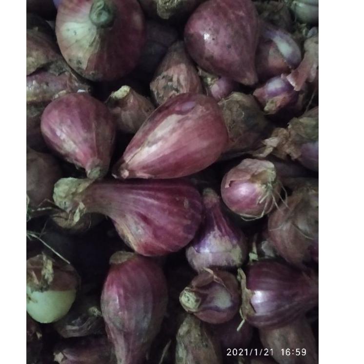 

TERPOPULER Bawang merah lokal ༄ 878