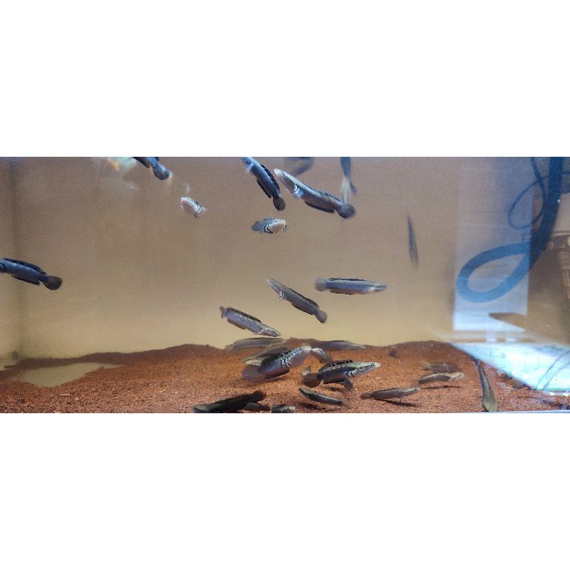 sticker Orna Yellow Lips Orna YL