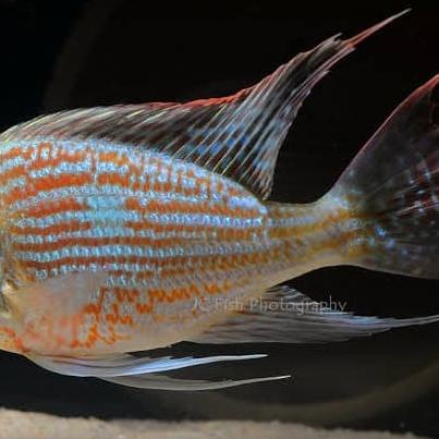 Geophagus sveni