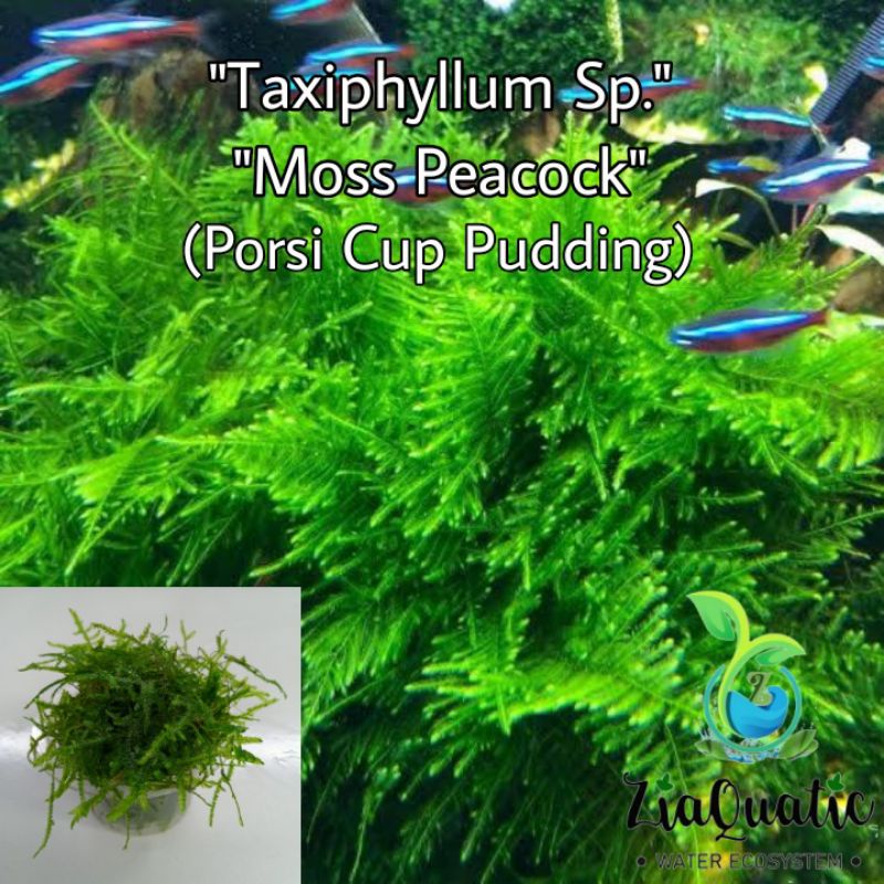 Tanaman Aquascape /Lumut Aquascape Peacock moss MURAH