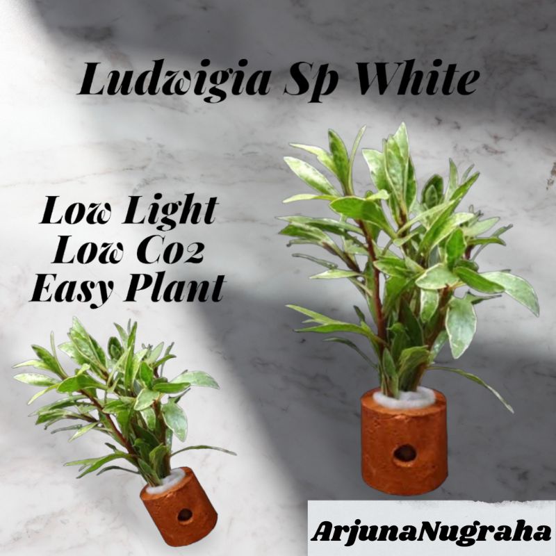 Ludwigia Sp White ( Tanaman Air Akuarium Aquascape || Tanaman Tanpa Co2 )