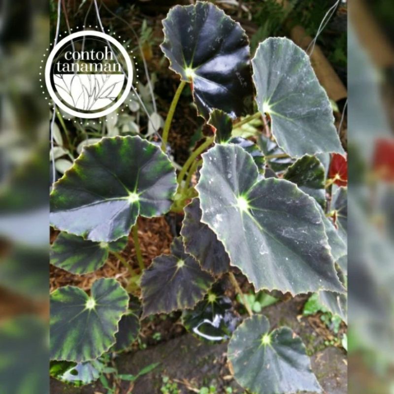 Begonia Hitam