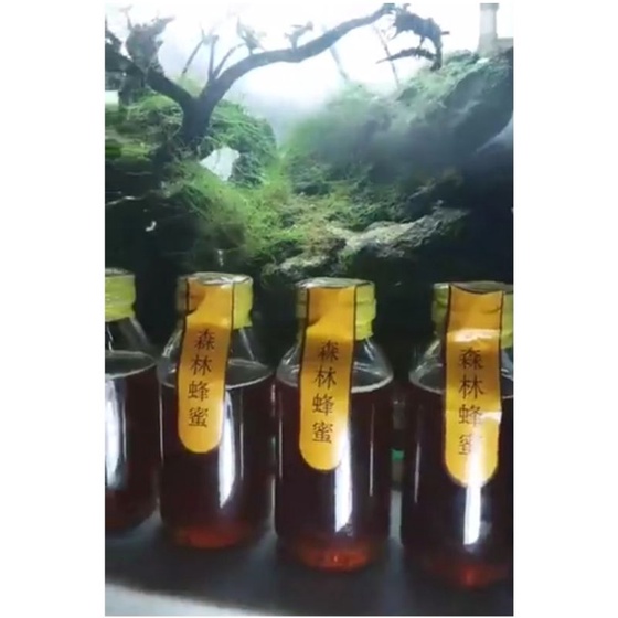 

madu hutan murni lebah klanceng