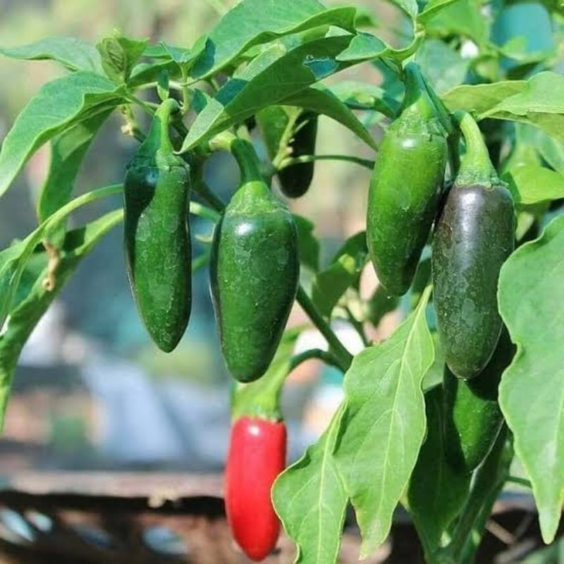 5 Benih Cabe Jalapeno Fanatic F1 Hibrida Bibit Cabai Jalapeno Known You Seed Tanaman Sayur Sayuran