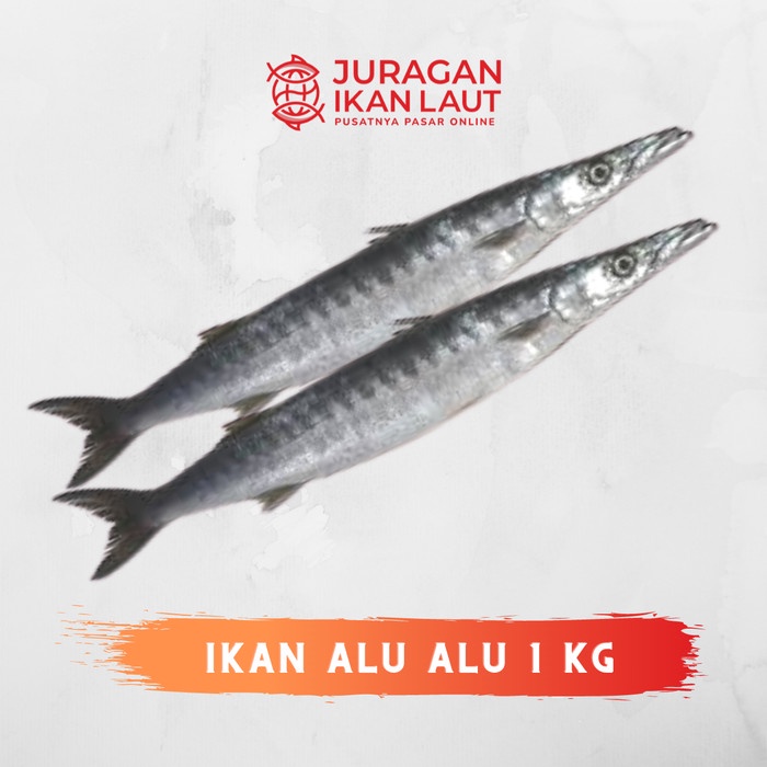 

Ikan Alu Alu / Barakuda Segar Berkualitas - 1 Kilogram