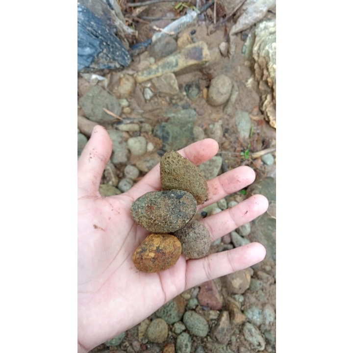 batu krikil / kerikil asli sungai