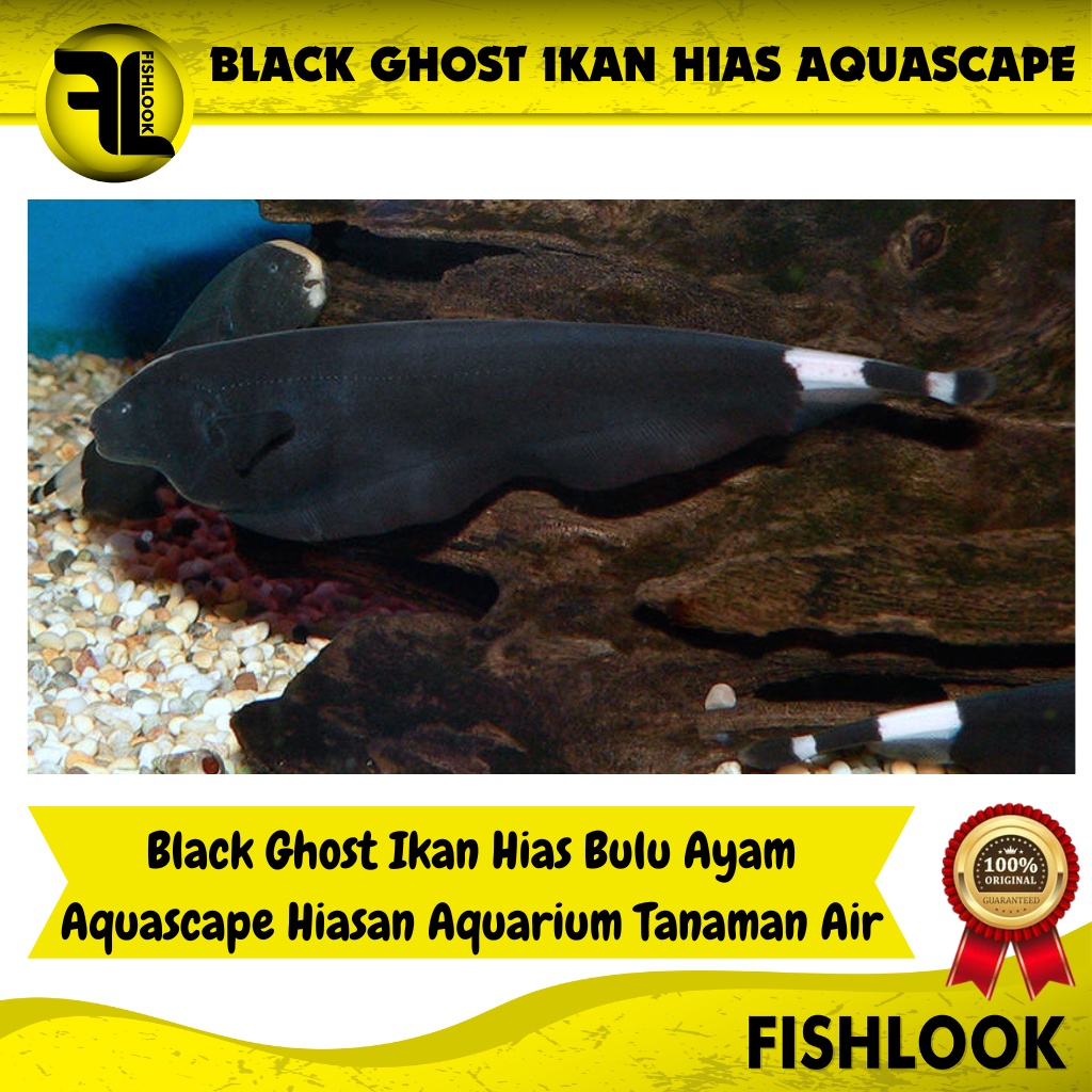 Black Ghost / Ikan Hias Air Tawar / Ikan Hias Aquascape - Size Dewasa