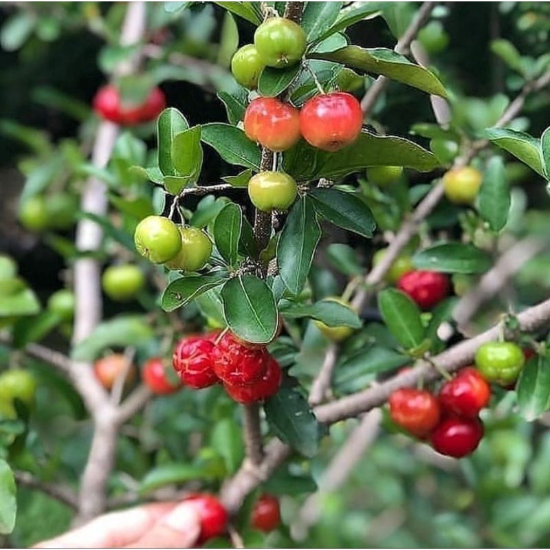 bibit buah chery bisa berbuah dalam pot