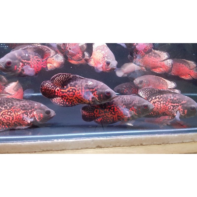 oscar black tiger batik