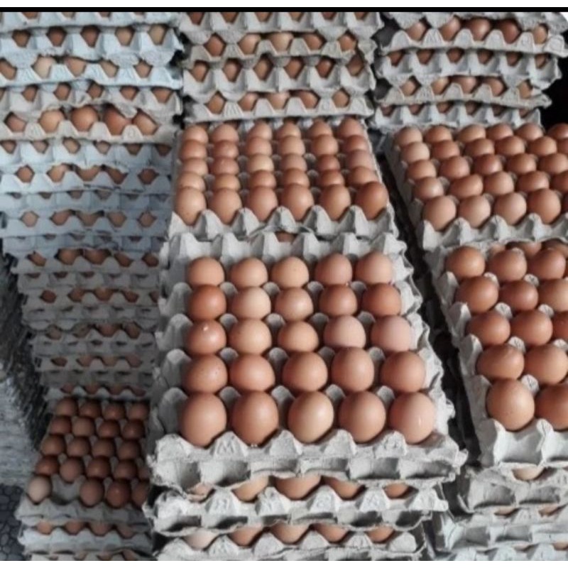 

Telur Ayam Eropa 1 papan