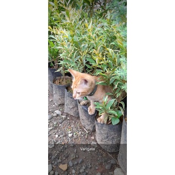 pucuk merah varigata