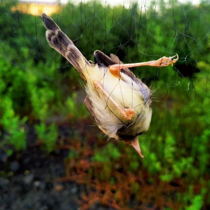Grosir Pembelian JARING BURUNG PERKUTUT JARING BURUNG KUTUT LOKAL JARING PERKUTUT MURAH MERIAH JALA 