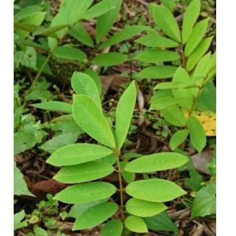 

Bayar di tempat Akar Tuba/Jenu segar 1 kg organik /Akar tuba Super asli hutan 0NC