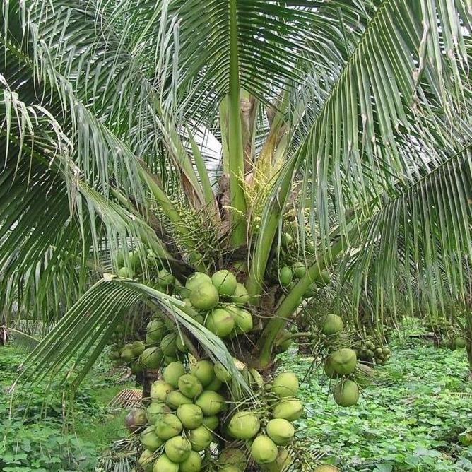 Bibit Kelapa dwarf pendek indian / kelapa pendek