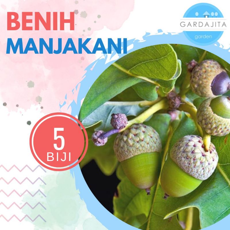 Benih MANJAKANI [isi-5] Biji Pohon