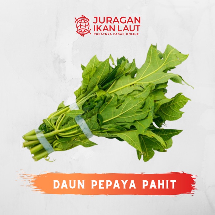 

Daun Pepaya Pahit Segar Berkualitas - 1 Ikat
