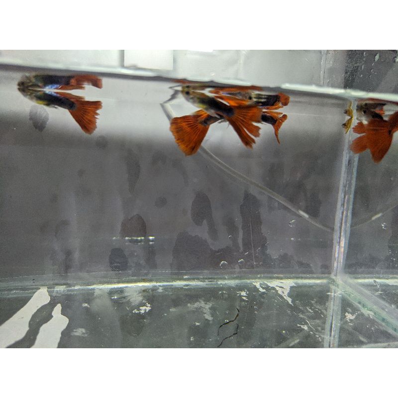 

IKAN GUPPY
