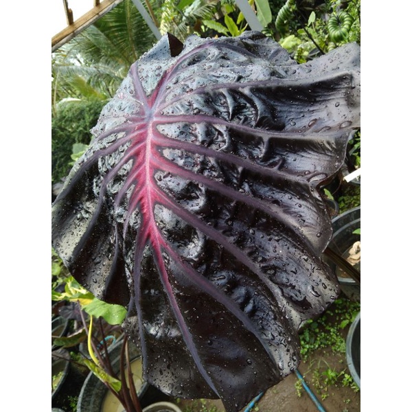 colocasia Black Lava