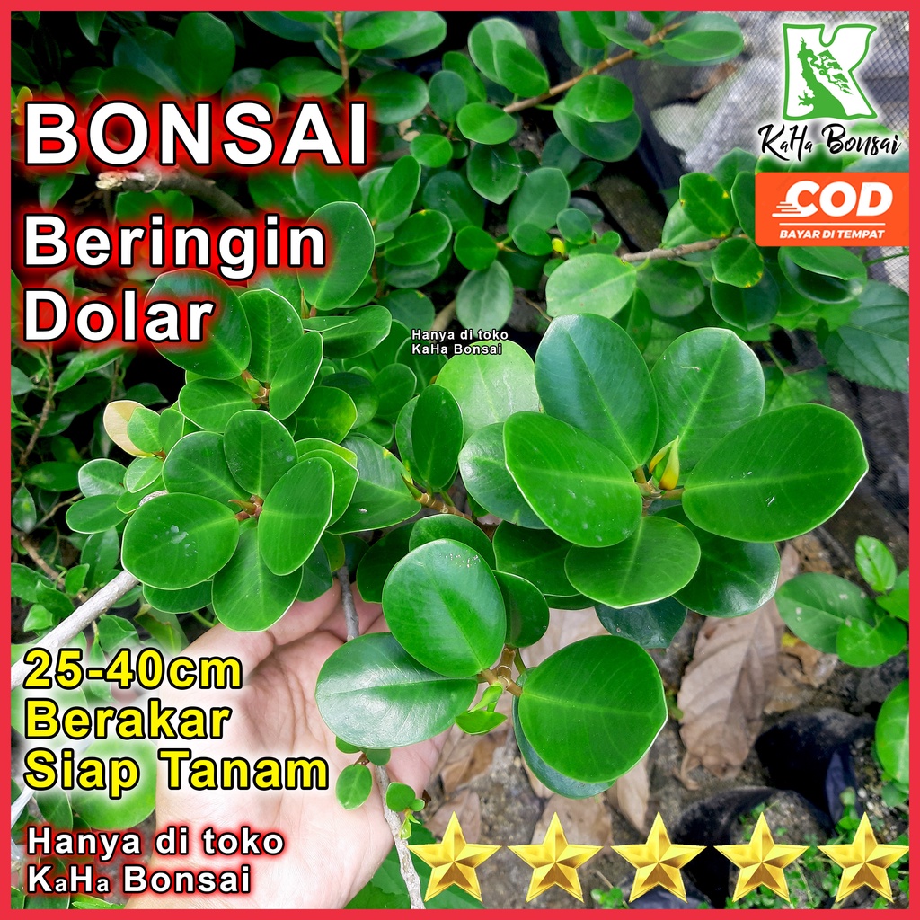 Bibit Bonsai Dolar Rawatan Tinggi 25 - 40 cm Berakar Siap Tanam Bisa COD Bahan Bonsai Beringin Dolar