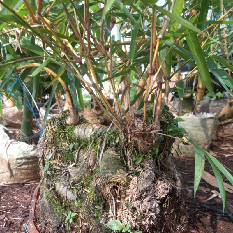 BONSAI BAMBU KUNING AMPEL REALPICK