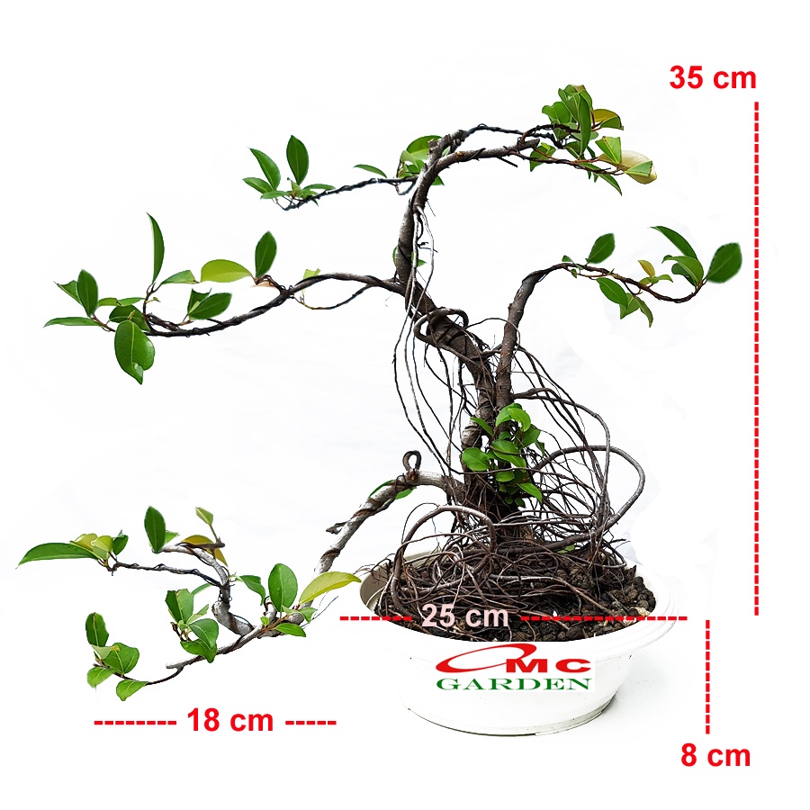 Bonsai Beringin Lokal Local Iprik Kimeng Ficus Microcarpa Bonsae B-BR-001