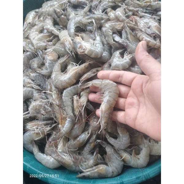udang segar 500gram