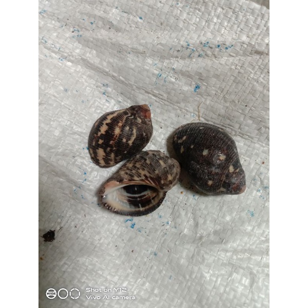 

Cangkang Kelomang Purpura Persica