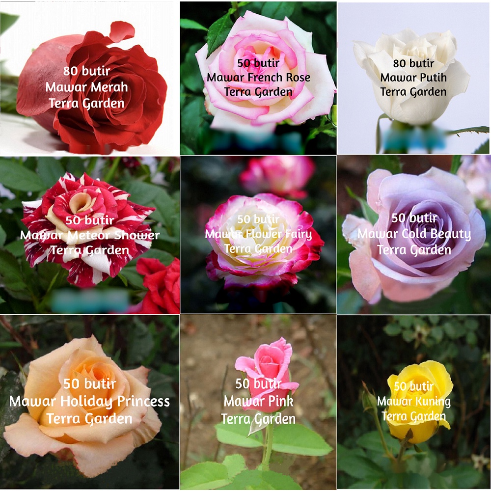25 Biji Benih Bunga Mawar Merah Putih Rose Bibit Seeds
