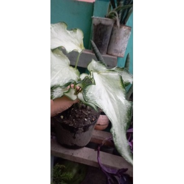Keladi Bulu Angsa Dewasa indukan  Caladium White