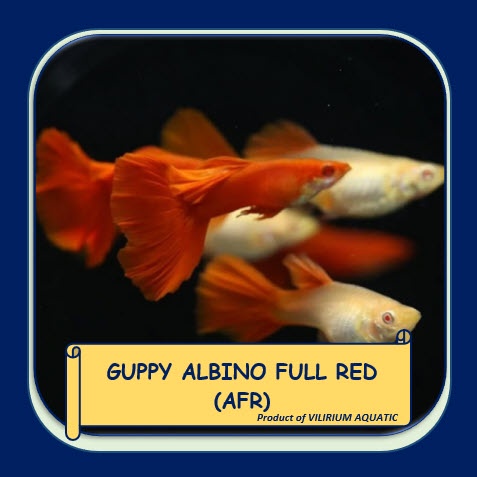 IKAN HIAS AIR TAWAR - GUPPY ALBINO FULL RED (AFR)
