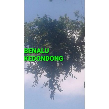 

BENALU KEDONDONG KERING HIJAU 1000 GRAM (PREMIUM QUALITY)