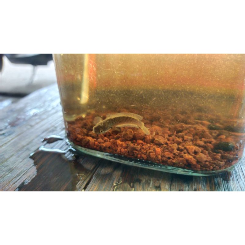 chana stewarti 4cm+ cuma 1 ekor sesuai foto DOT bagus