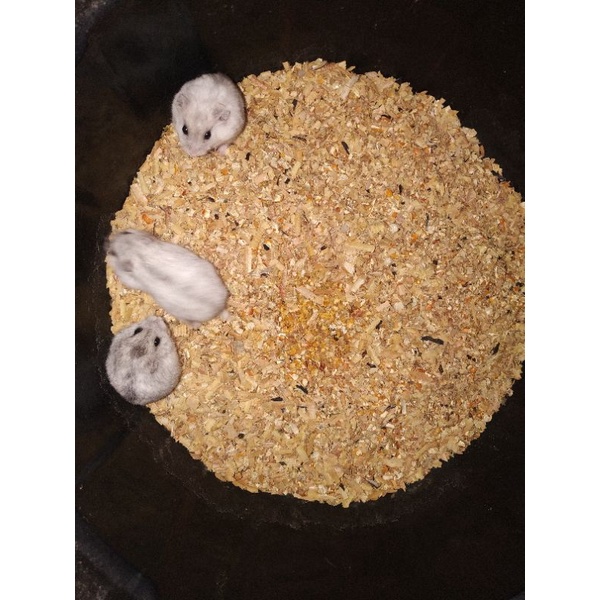 indukan hamster winter white pearl & golden siap breeding