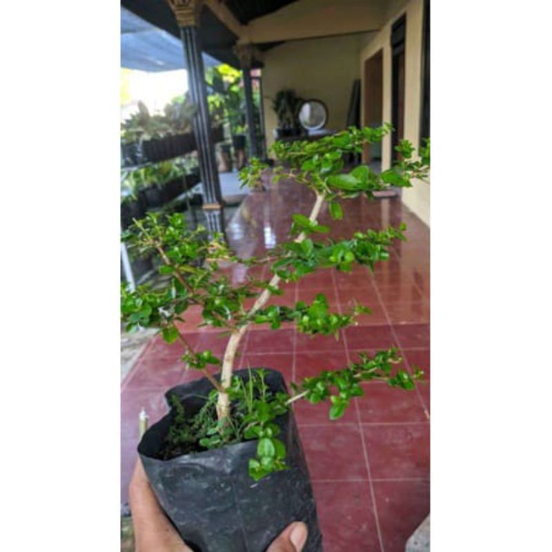 BIBIT BONSAI SANCANG ORI