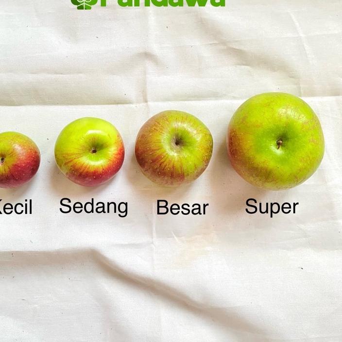 

NEW Apel Rome Beauty 1Kg / Apel Malang / Oleh-Oleh Khas Batu Malang ⁂ 883