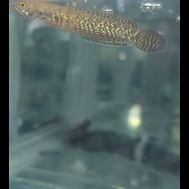 LIMBATA GOLDEN TIGER size 3-4 PROMO BESAR BOSS