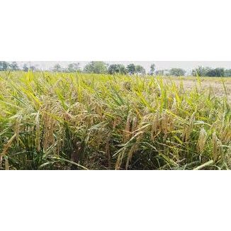 BENIH PADI UNGGUL HMS700 / BIBIT PADI UNGGUL HMS700 1KG