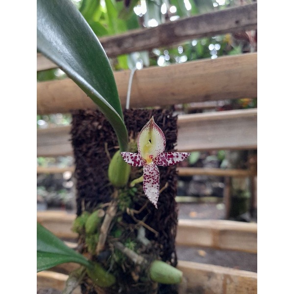 Anggrek Bulbophyllum Macranthum