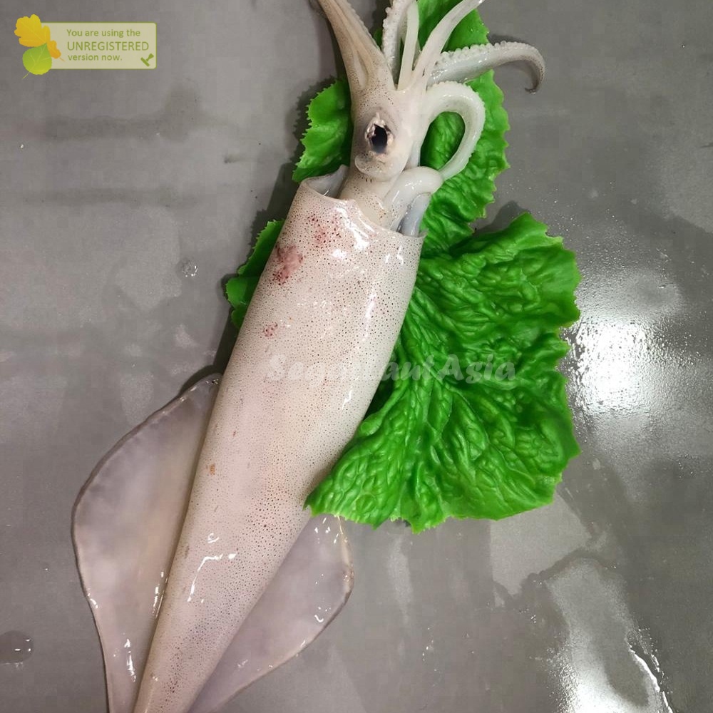 

Cumi Segar Cumi Sero Jumbo Seafood Segar Cumi Cumi