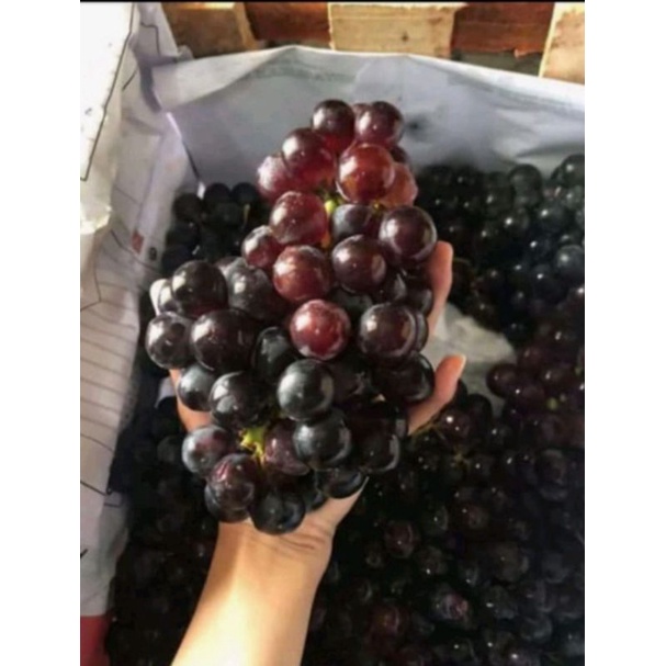 

ANGGUR BALI SEGAR FRESH 1 KG